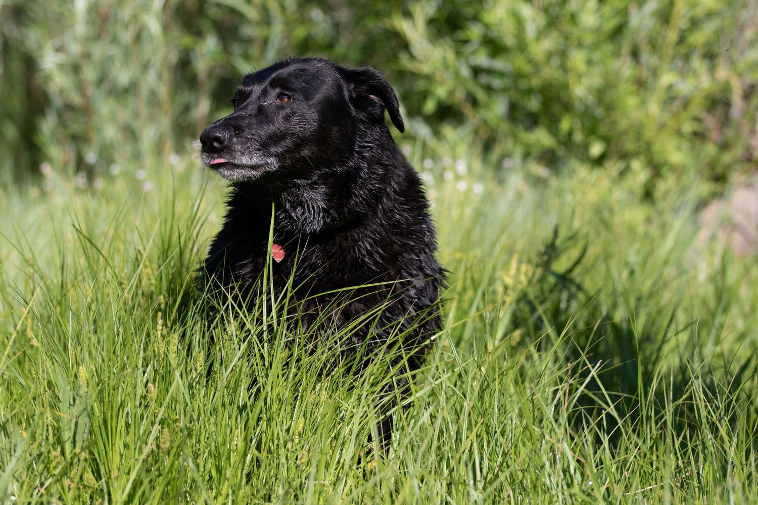 senior dogs