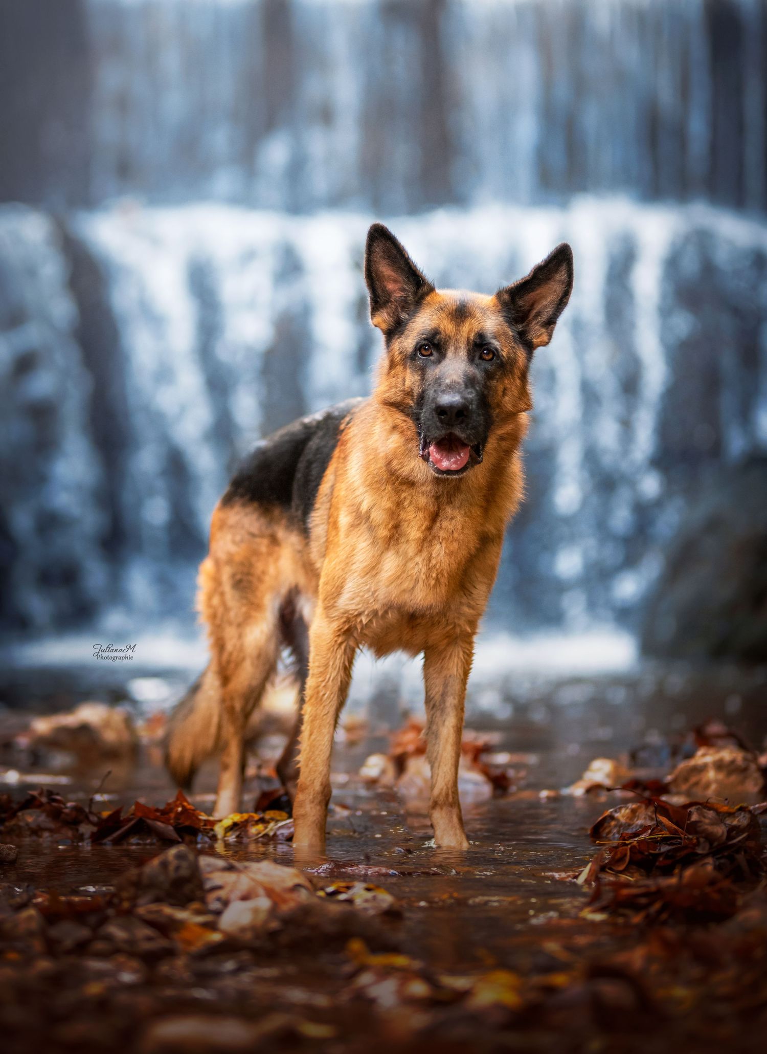 Shooting photo près d'Aix en Provence, photographiez votre chien devant une cascade