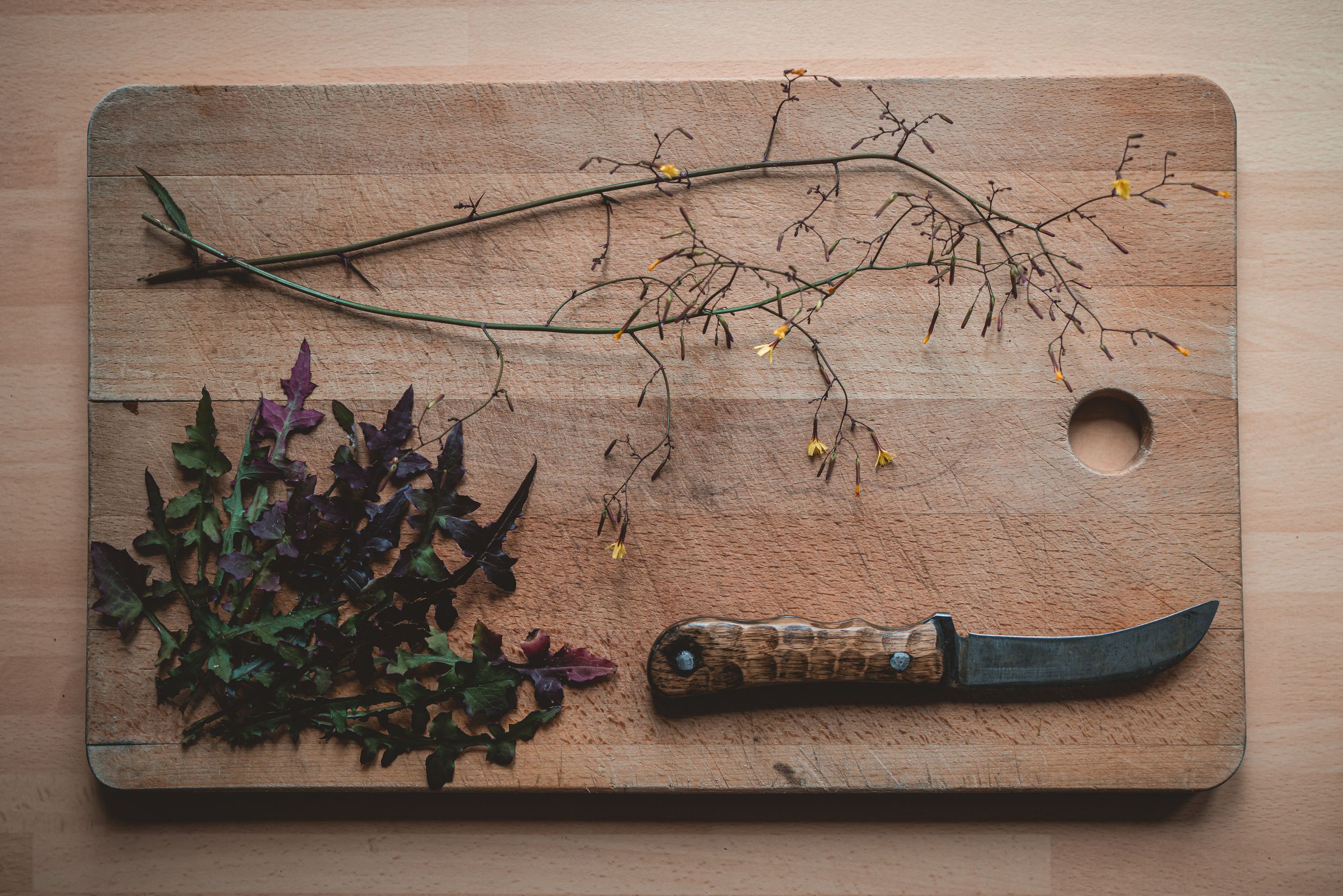 Wall Lettuce - The Grizzly Forager: The Definitive Guide to Foraging ...