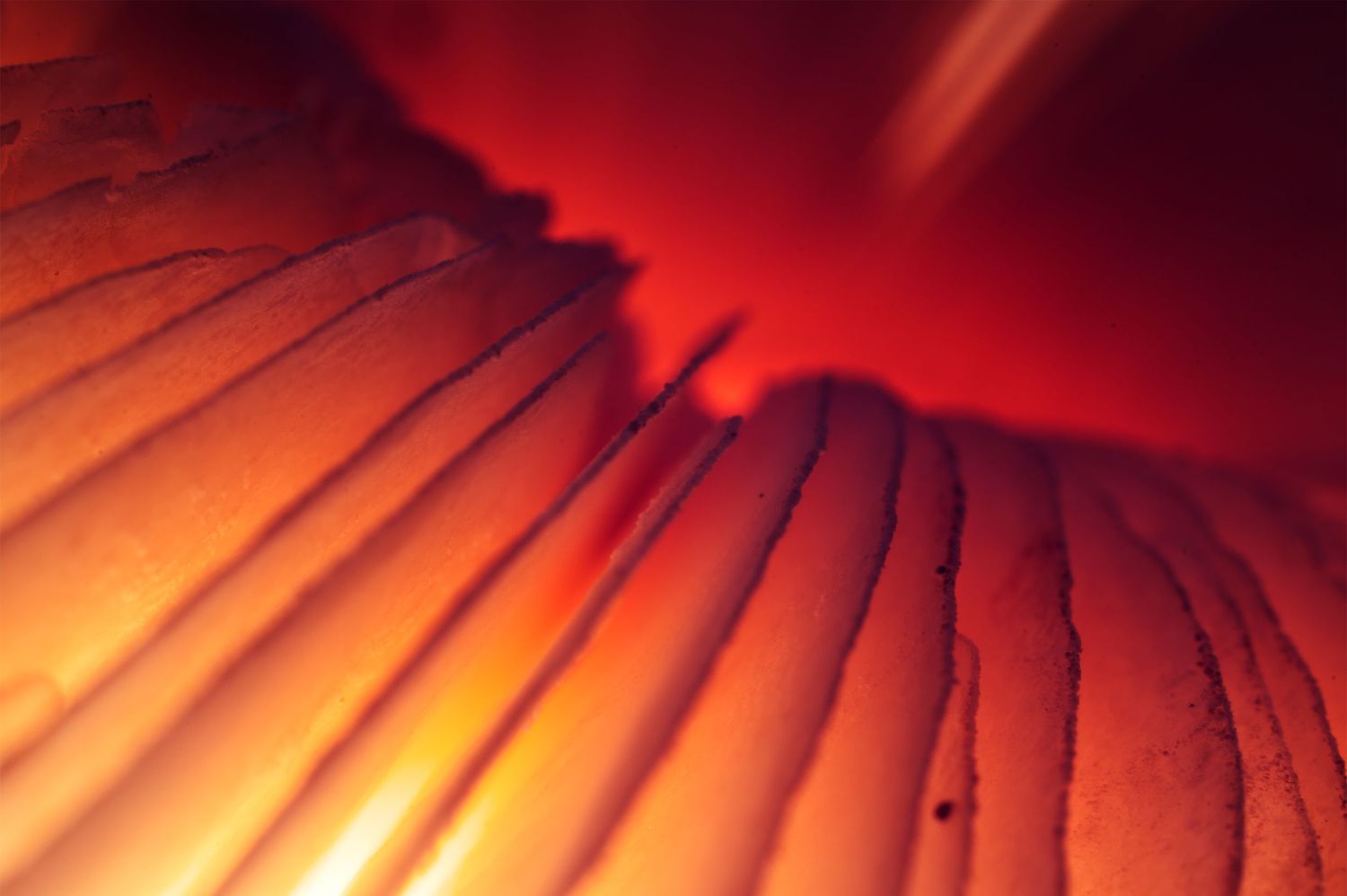 A macro shot of the underside of a backlit mushroom