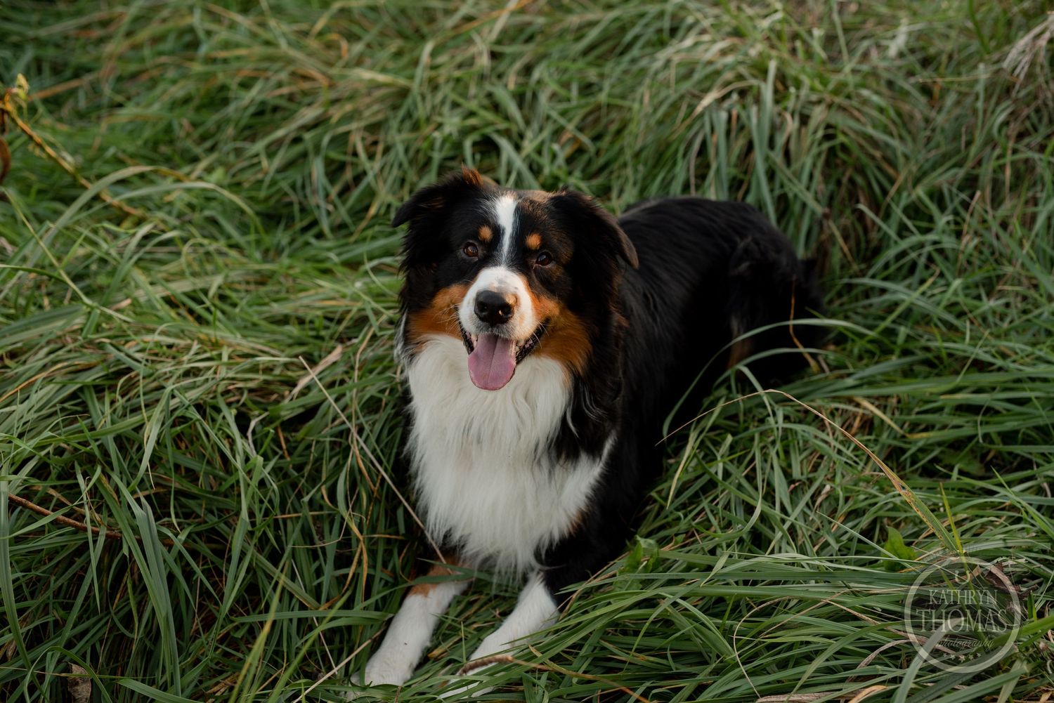 A happy Australian Shepherd dog with tri-colored fur lying in tall grass.
