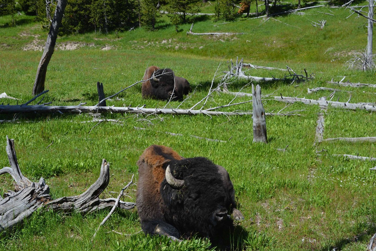 Two American bison rest in a grassy meadow surrounded by fallen logs and trees in a wilderness area.