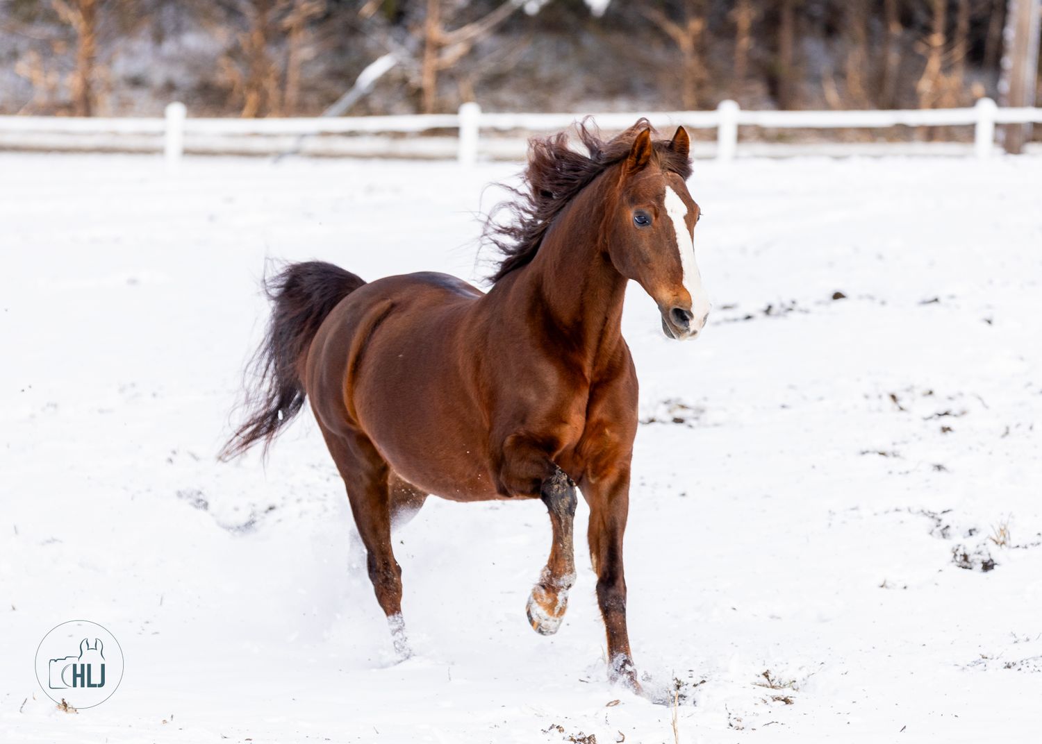 Majestic brown horse running through snowy winter landscape with mane flowing.
