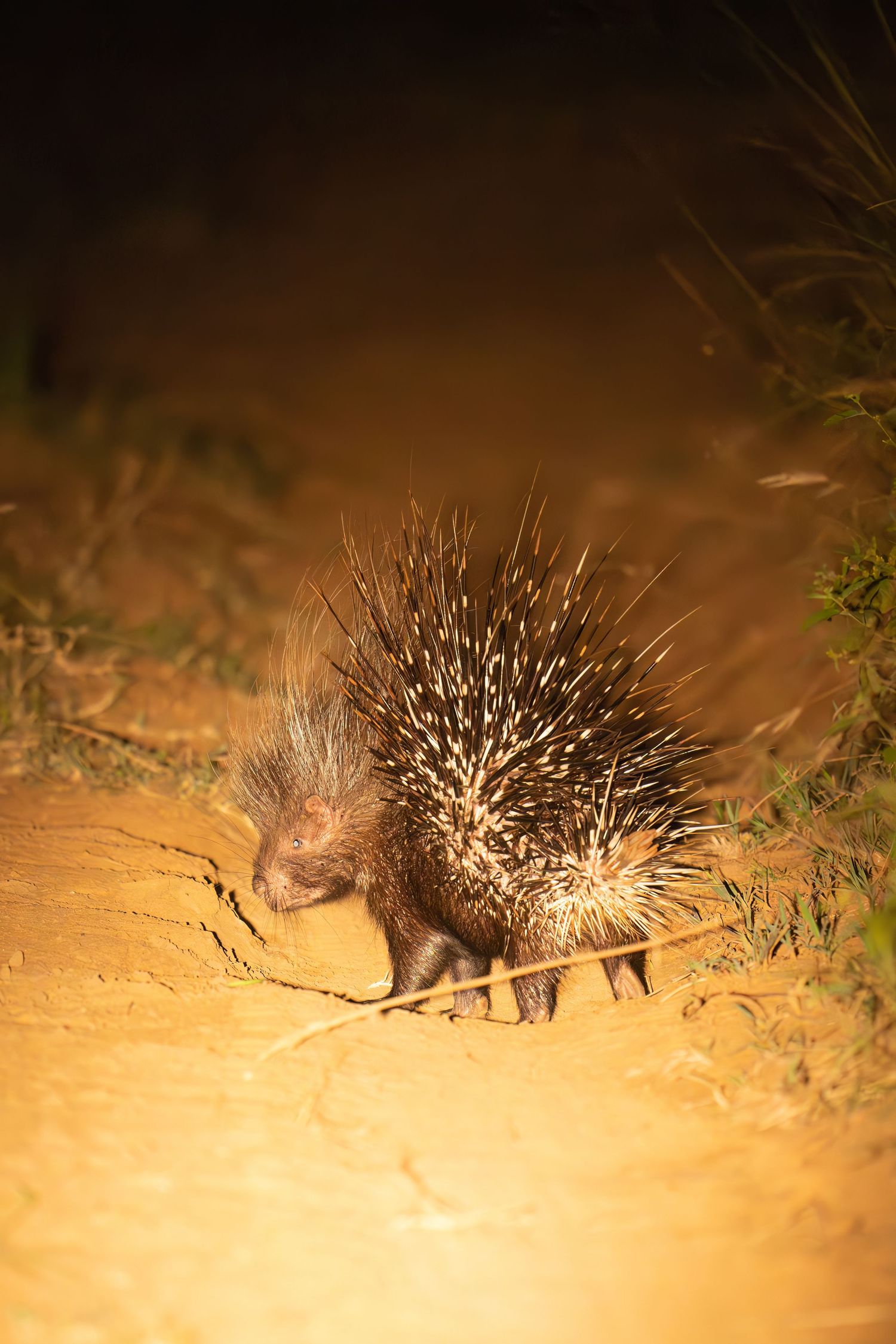 Porcupine foraging at night illuminated by warm spotlight.