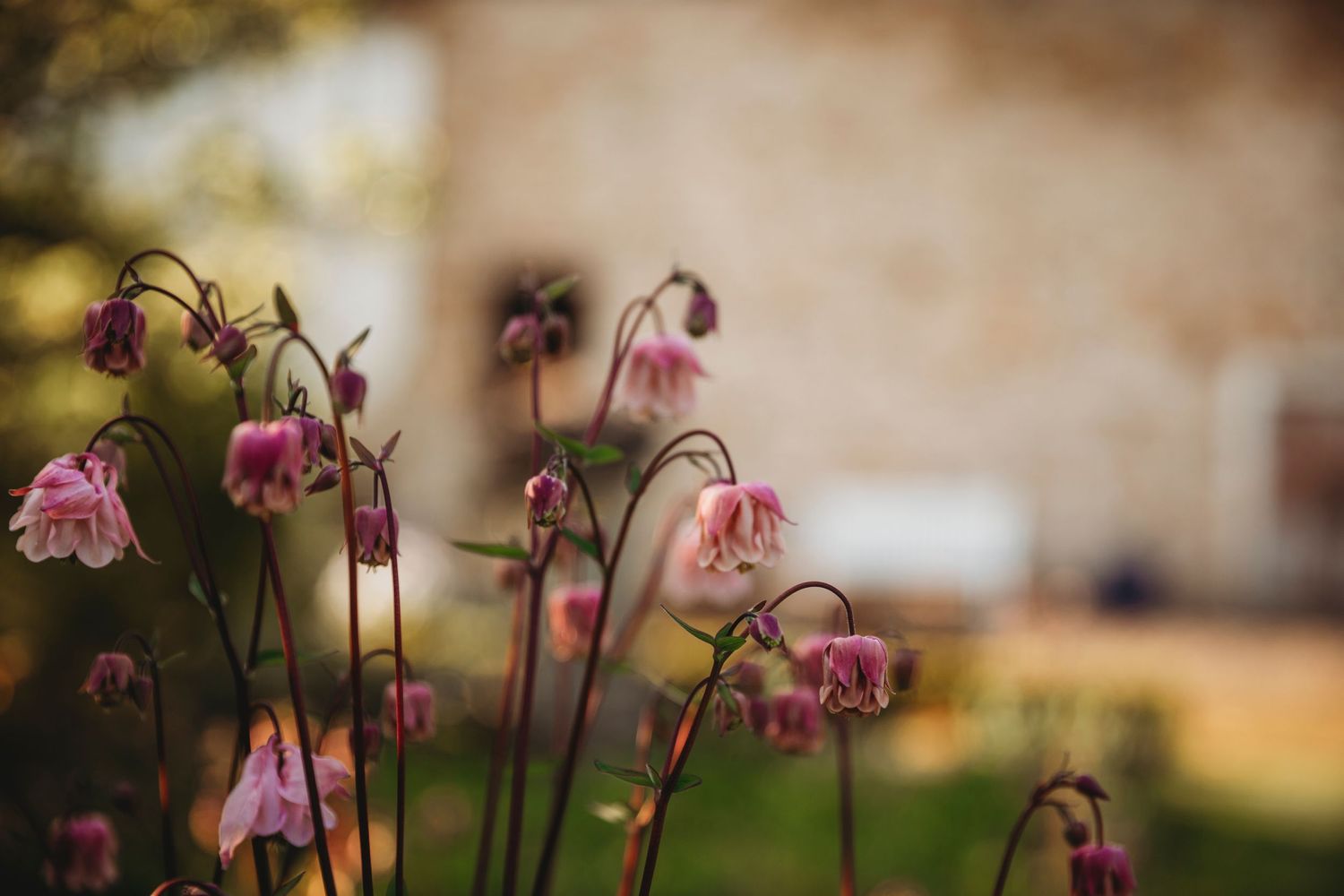 Pink drooping columbine flowers against blurred garden background.