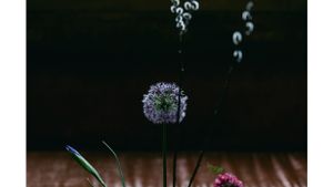 Close-up of a delicate purple dandelion with water droplets against a dark background.