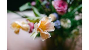 Close-up of a delicate peach-colored tulip with pink roses in soft focus background.