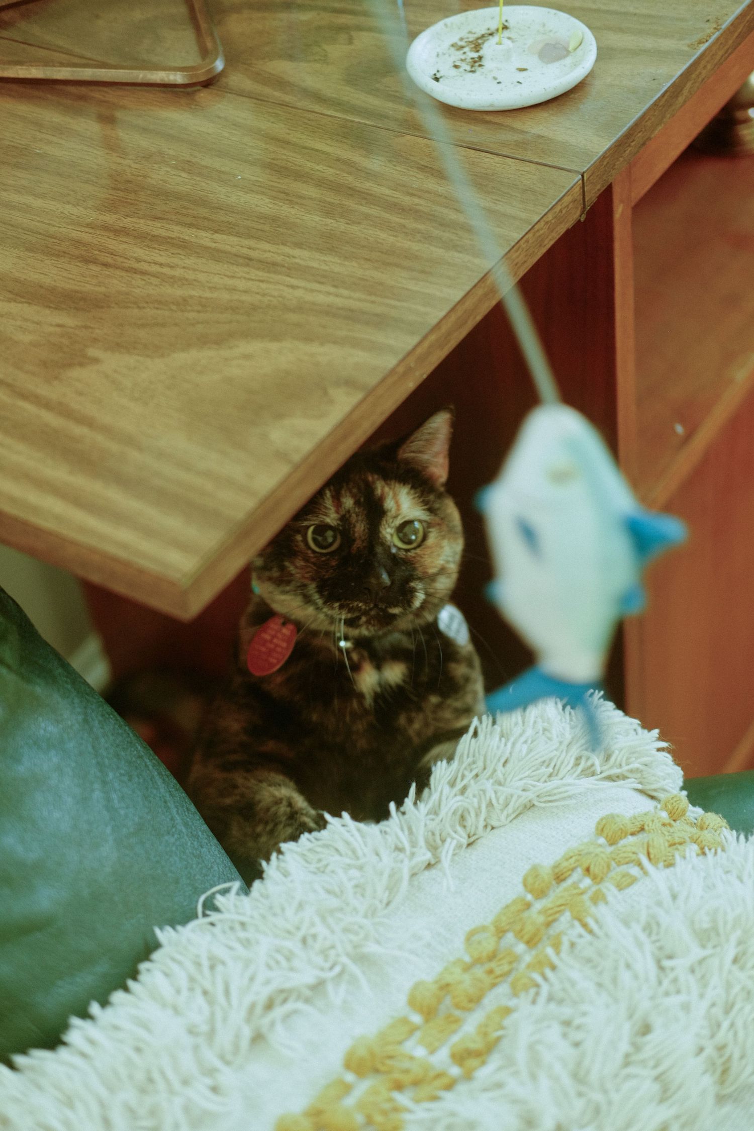 A cat looks at a toy blurred in the foreground, for this Virginia Wedding Photographer.