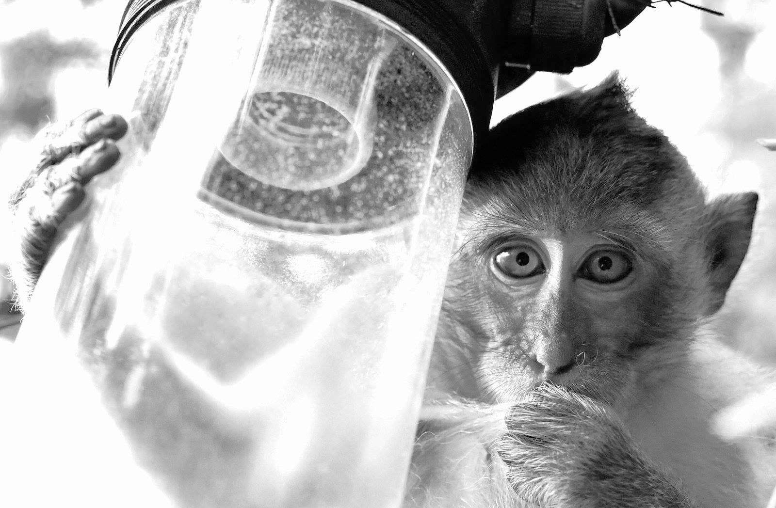A monkey in Mountain Buddha Temple in Ao Nang, Thailand