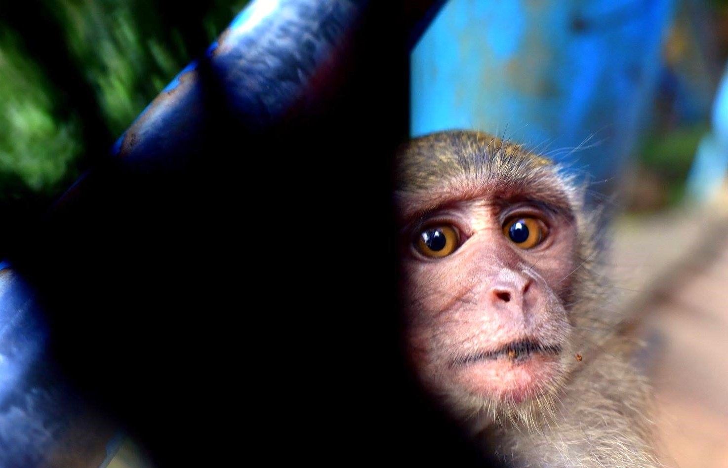 A monkey trying to take my camera in Mountain Buddha Temple in Ao Nang, Thailand