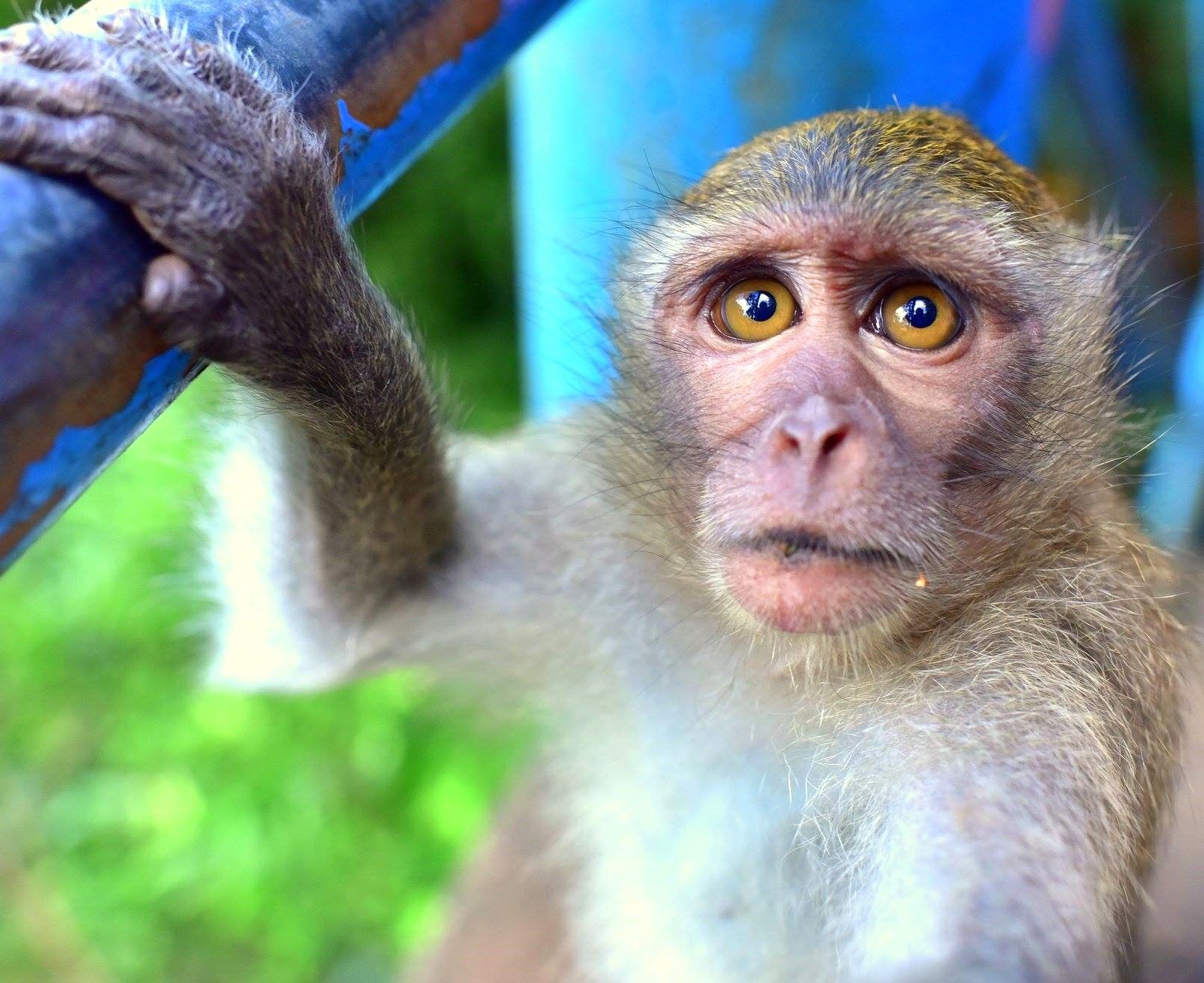 A monkey trying to take my camera in Mountain Buddha Temple in Ao Nang, Thailand