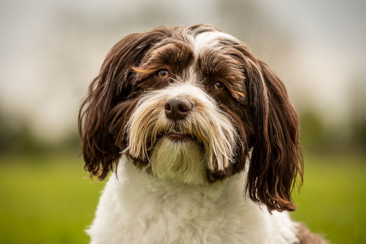 Portrait of happy Havanese dog with brown and white markings against blurred background.