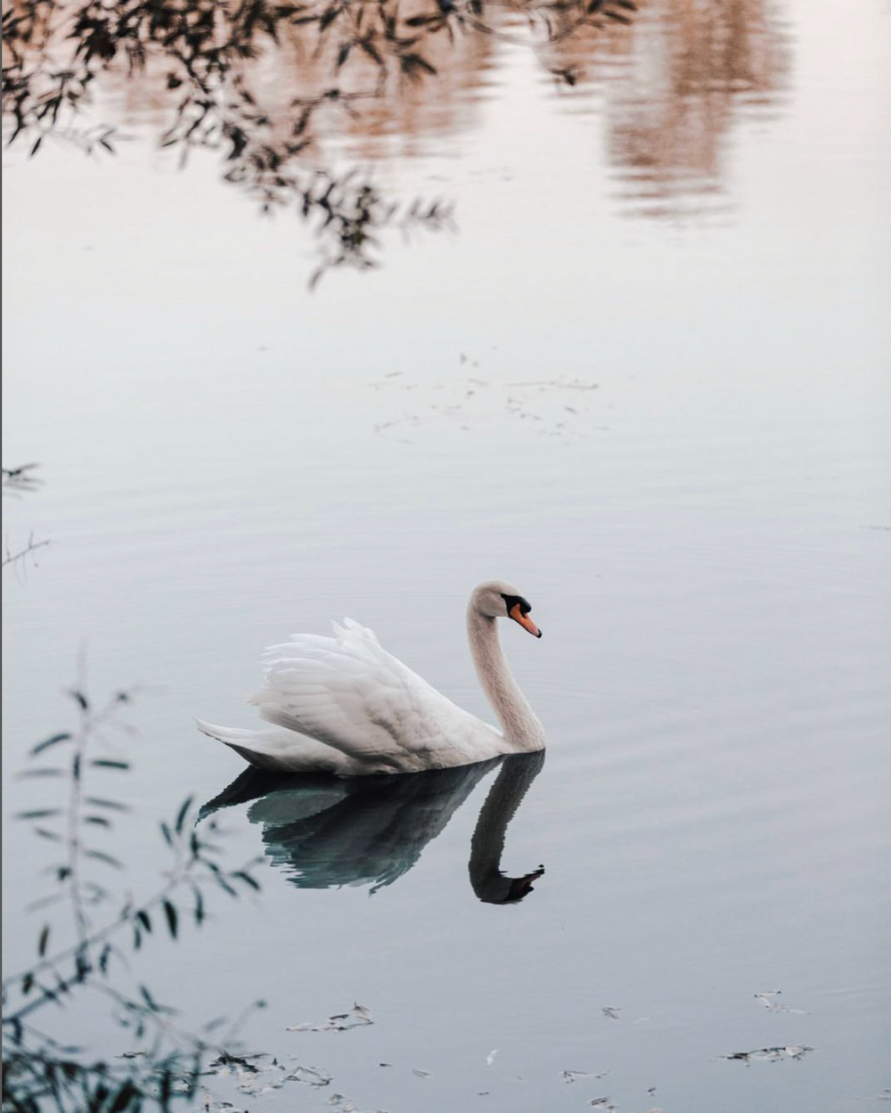 Serene white swan gliding across calm water with foliage reflections at dusk.
