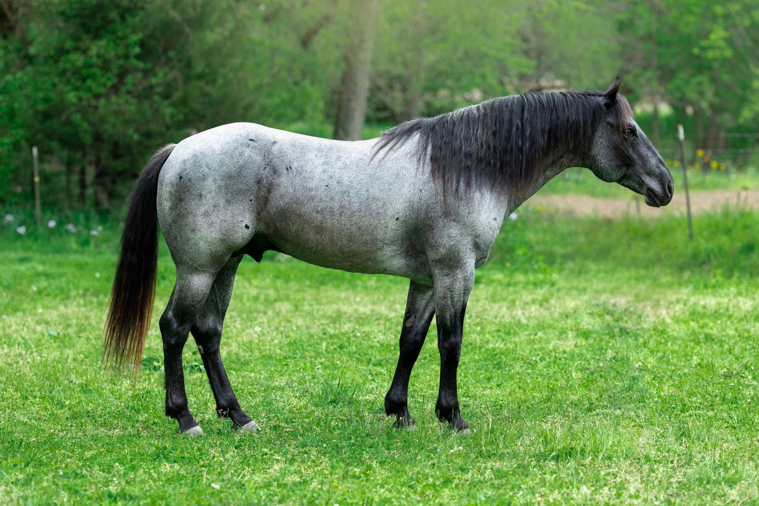 A blue roan stallion standing for his conformation images for Steffan Quarter Horses, outside of Effingham, Illinois.