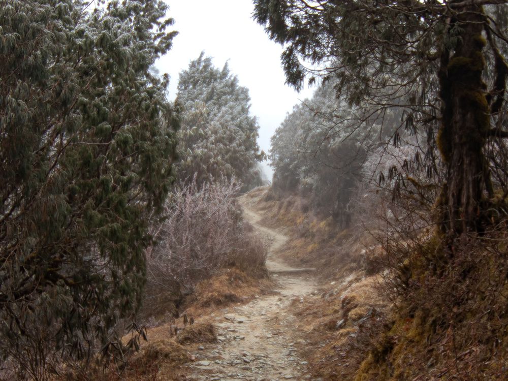 Foggy hike on between Kathmandu and Gosaikunda Lake, Nepal