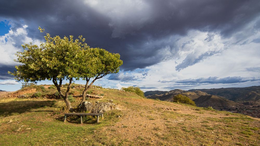 A lonely tree atop the city of Cusco, Peru