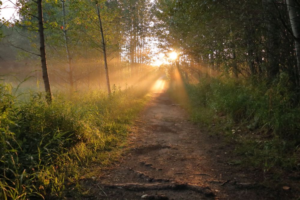 Foggy sunset neara wildlife sanctuary in Alberta, Canada