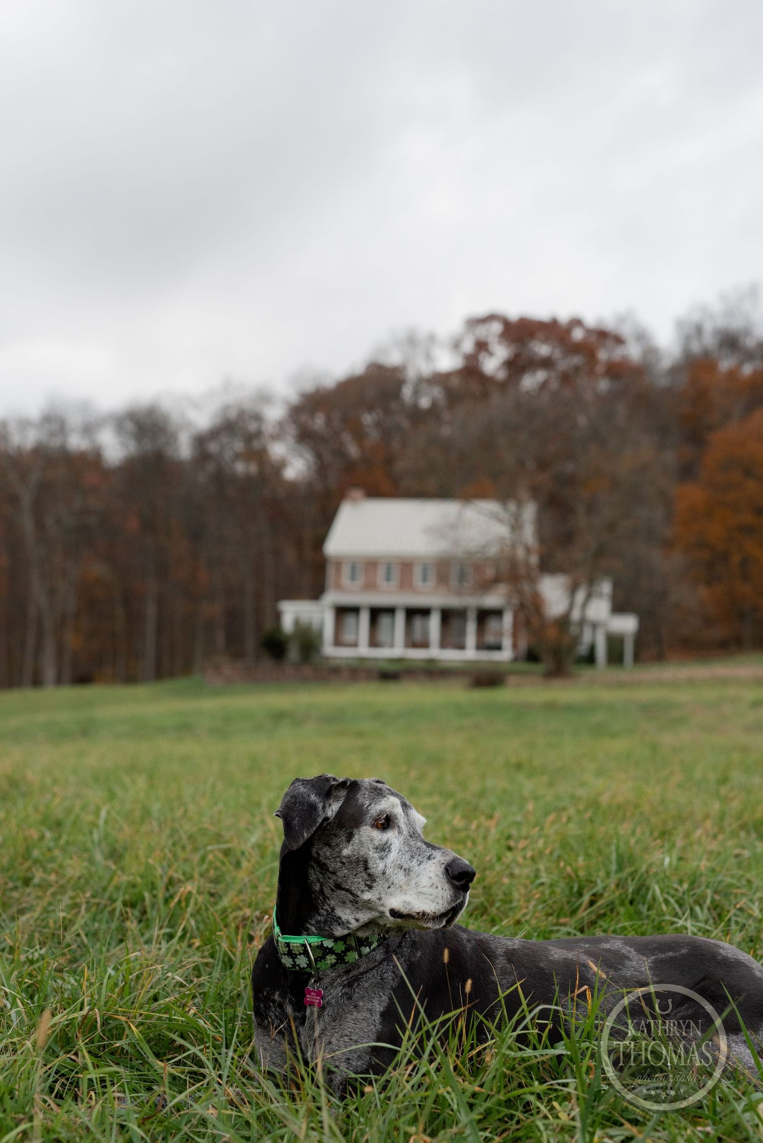 A black dog with green collar rests in grass with white farmhouse visible in background.