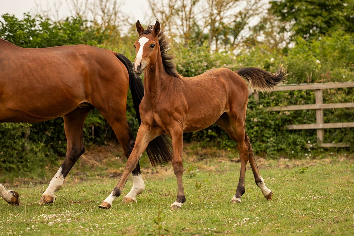 A chestnut foal trots alongside its mother in a fenced paddock.