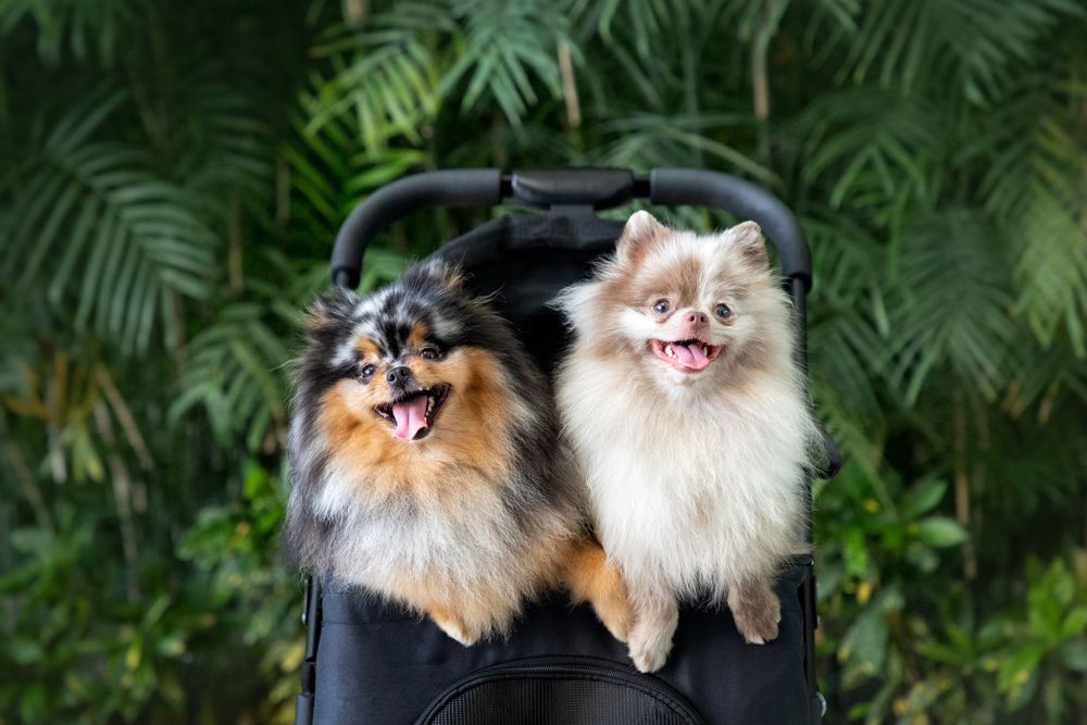 Fotografía canina profesional en exteriores