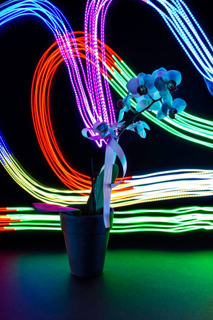 Vibrant orchid in black pot against swirling neon light trails in blue, pink, and orange on dark background.