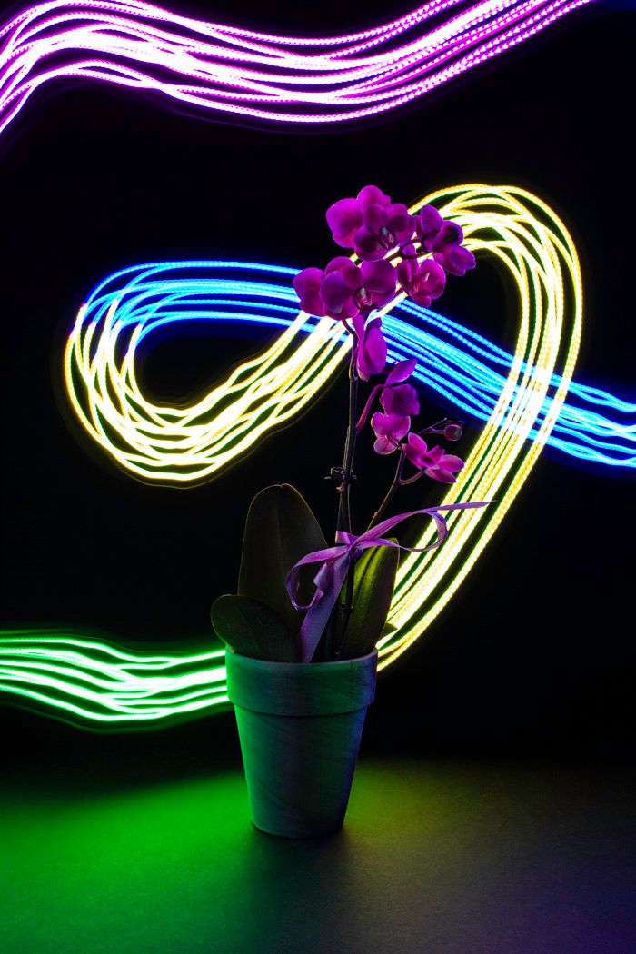 Purple orchid in pot with swirling yellow and blue light trails creating artistic light painting effect.