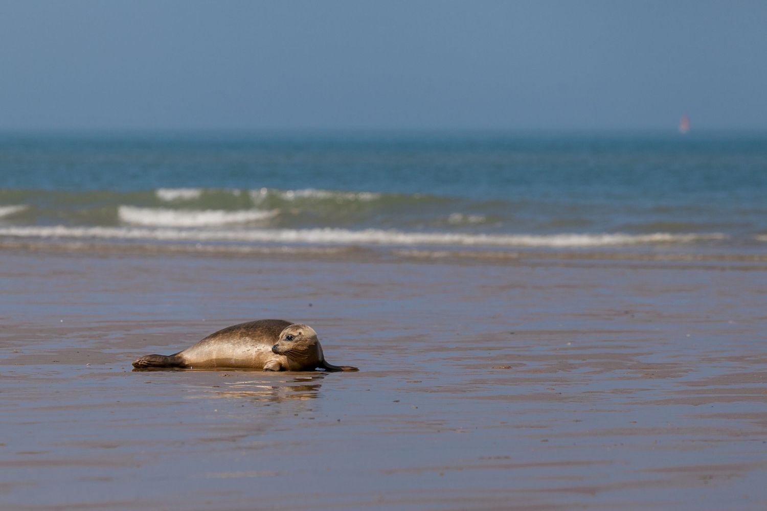Veau marin, l'une des deux espèces de phoques visibles sur la Côte d'Opale, photographié sur la plage de Calais