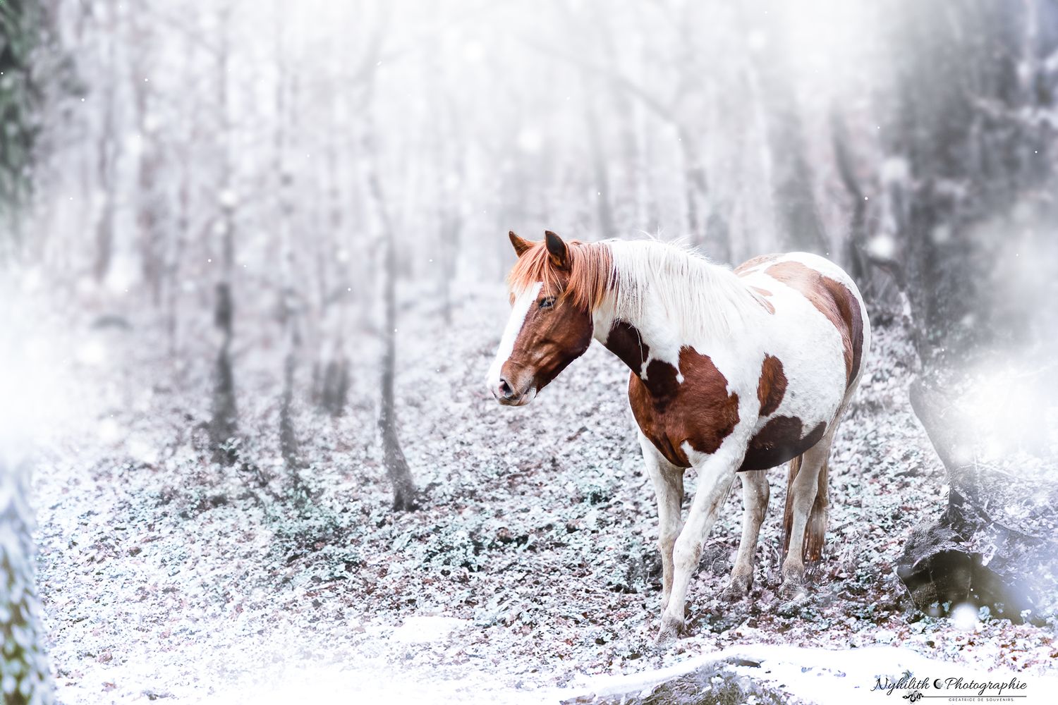 Photographe pour chevaux en Meuse près de Verdun
