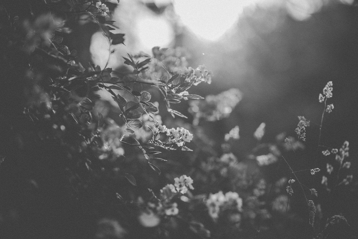Black and white close-up of delicate flowers with sunlight creating a dreamy bokeh effect in the background.