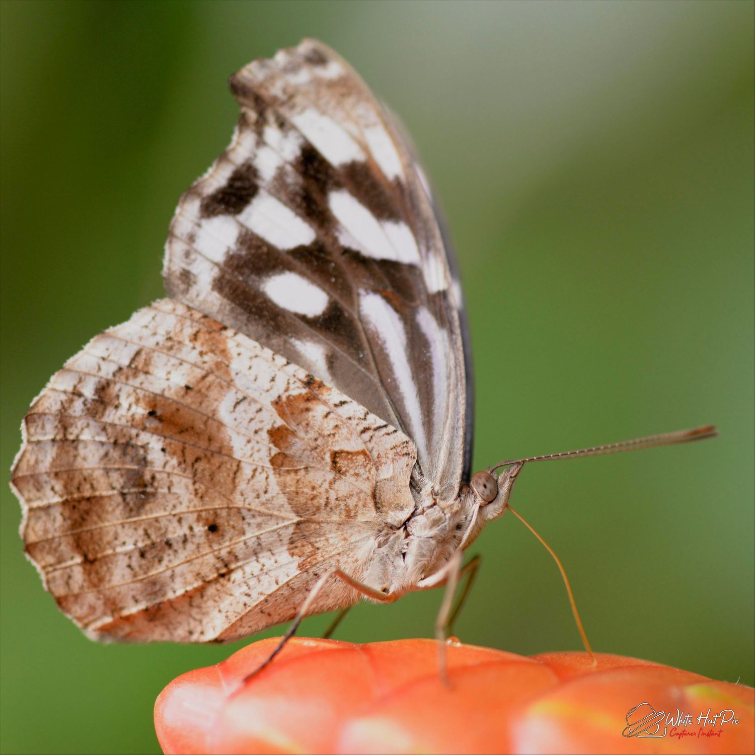 Papillon 2