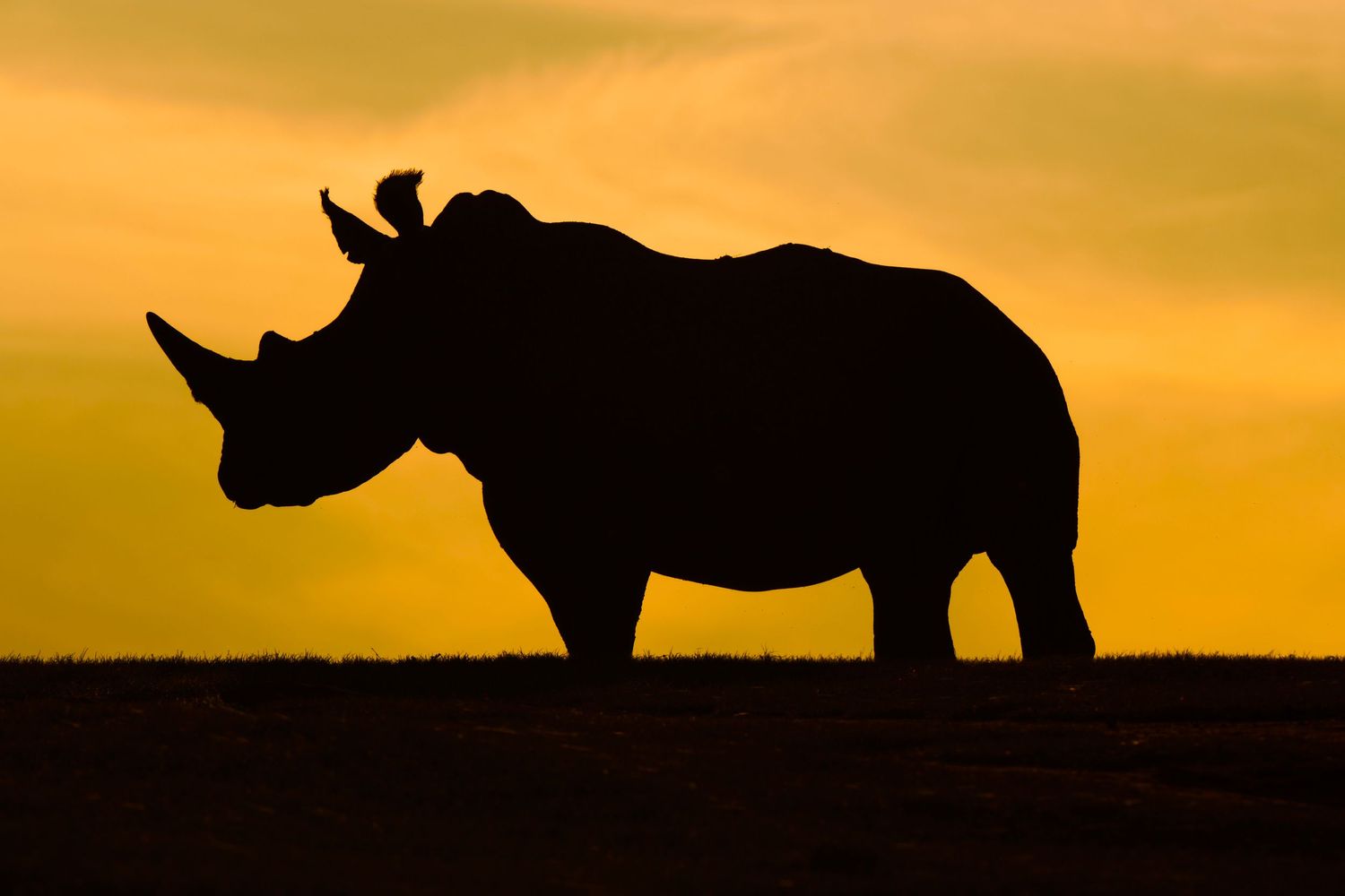 Silhouettes of rhinos against a golden sunset backdrop.