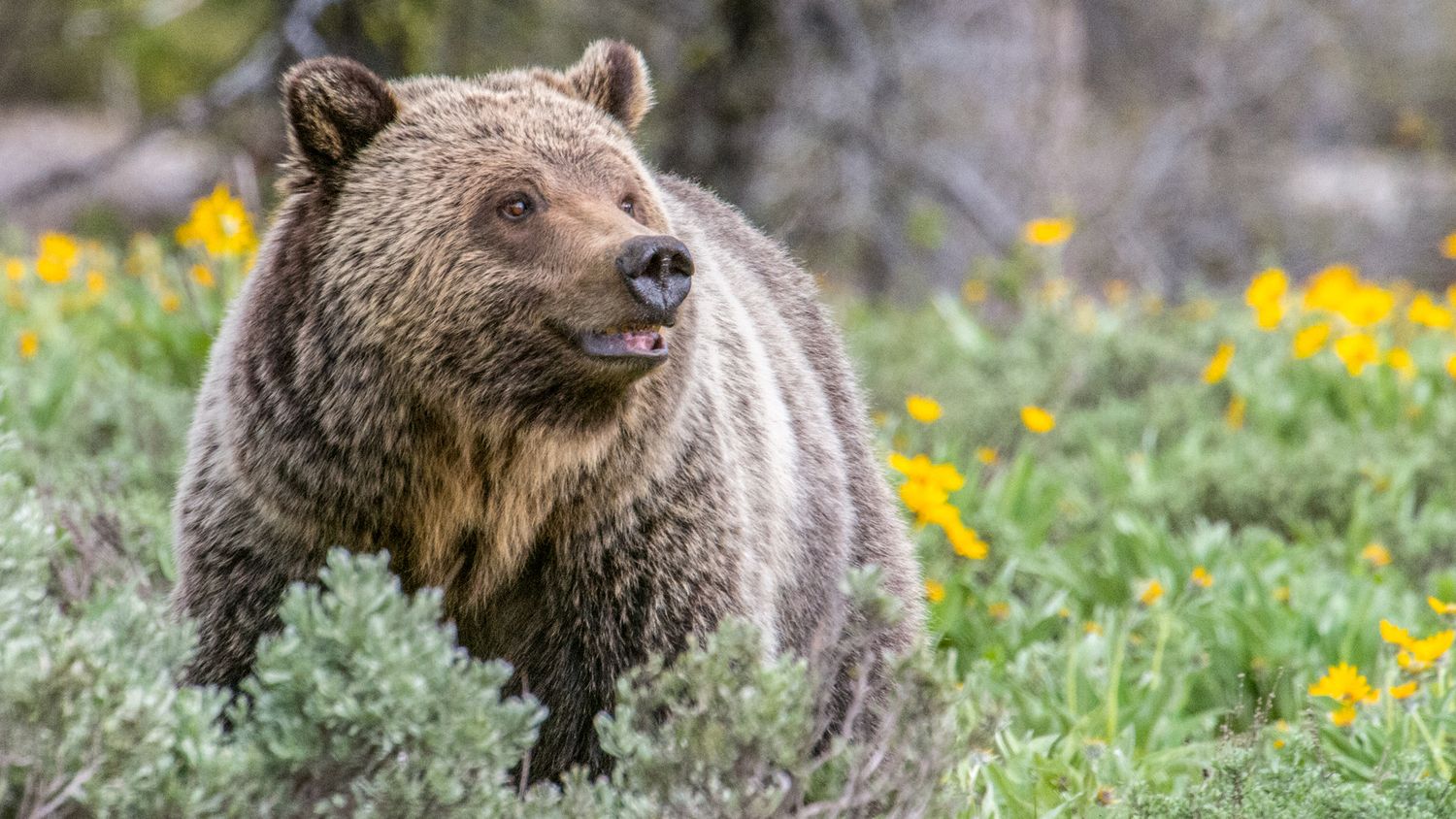 Grizzly Bear Photography in Grand Teton National Park by Alicia White