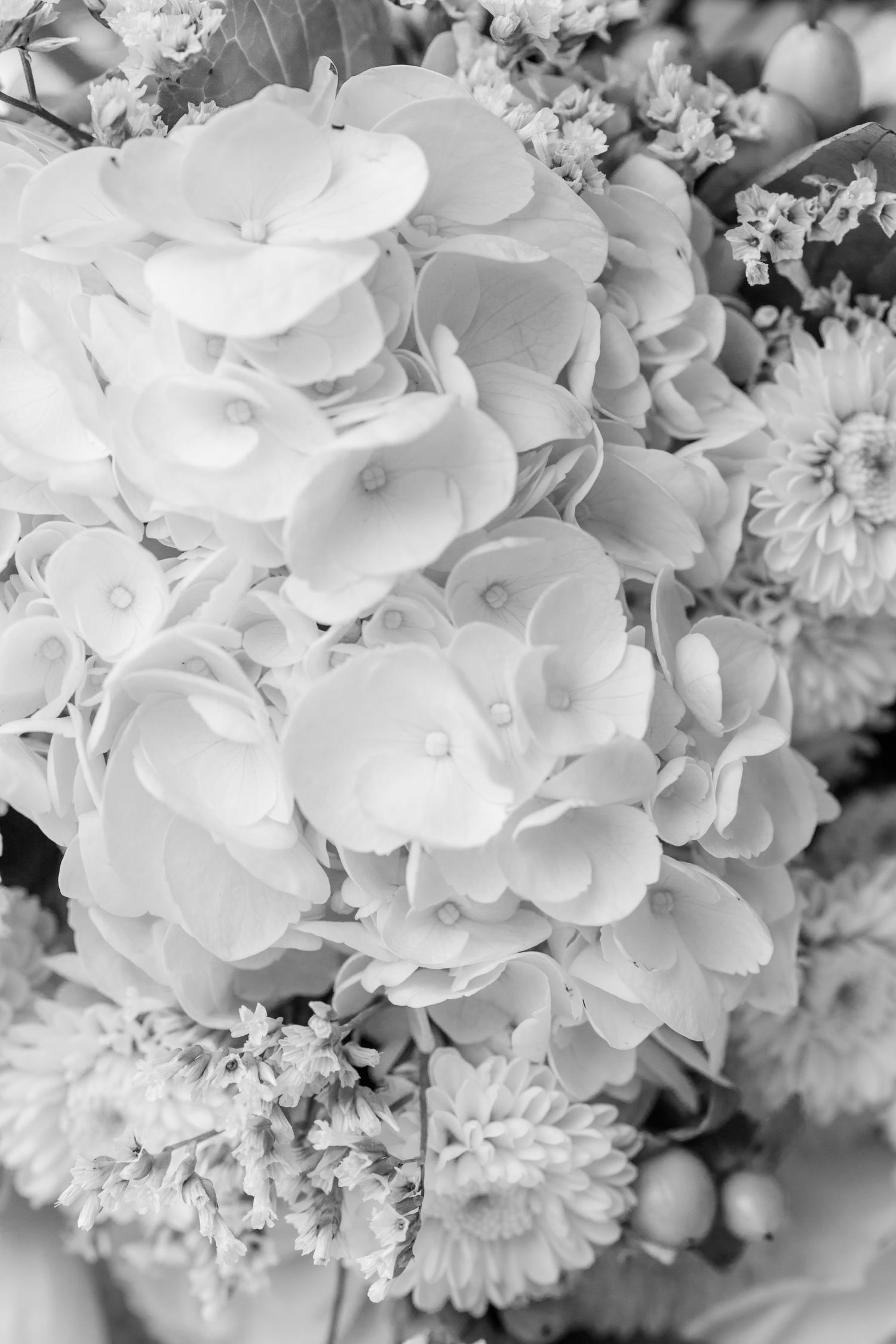 White hydrangea and delicate floral arrangements in soft focus black and white.