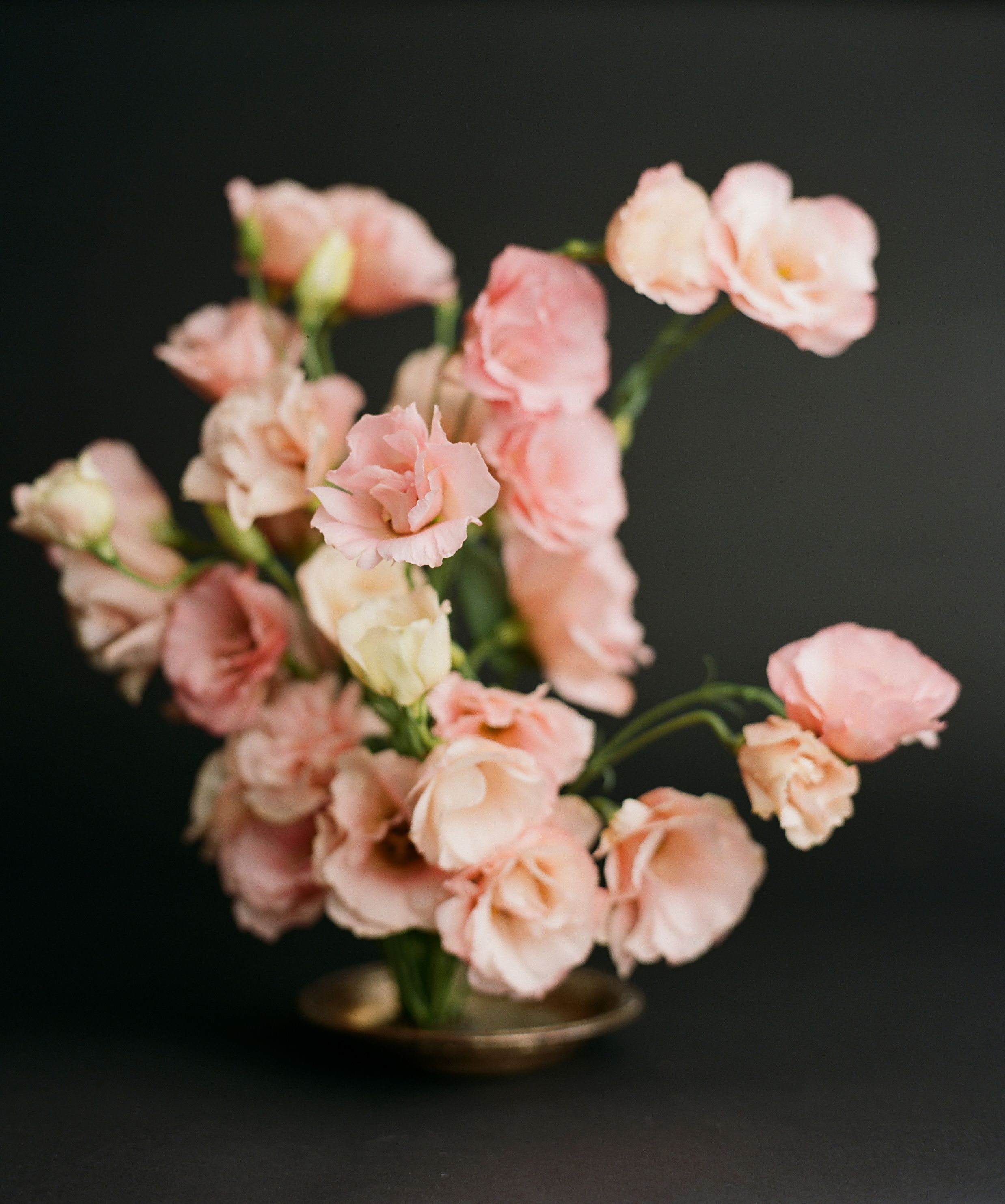 soft pink lisianthus flowers filling the frame on a dark backdrop