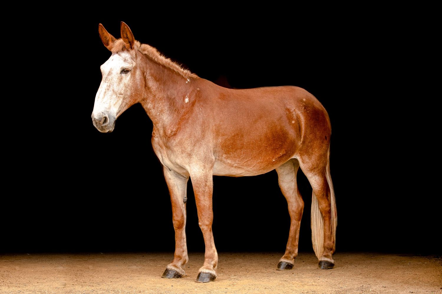 Ivory Greystone Stables ES Equine Photography Evelyn Szczepanek