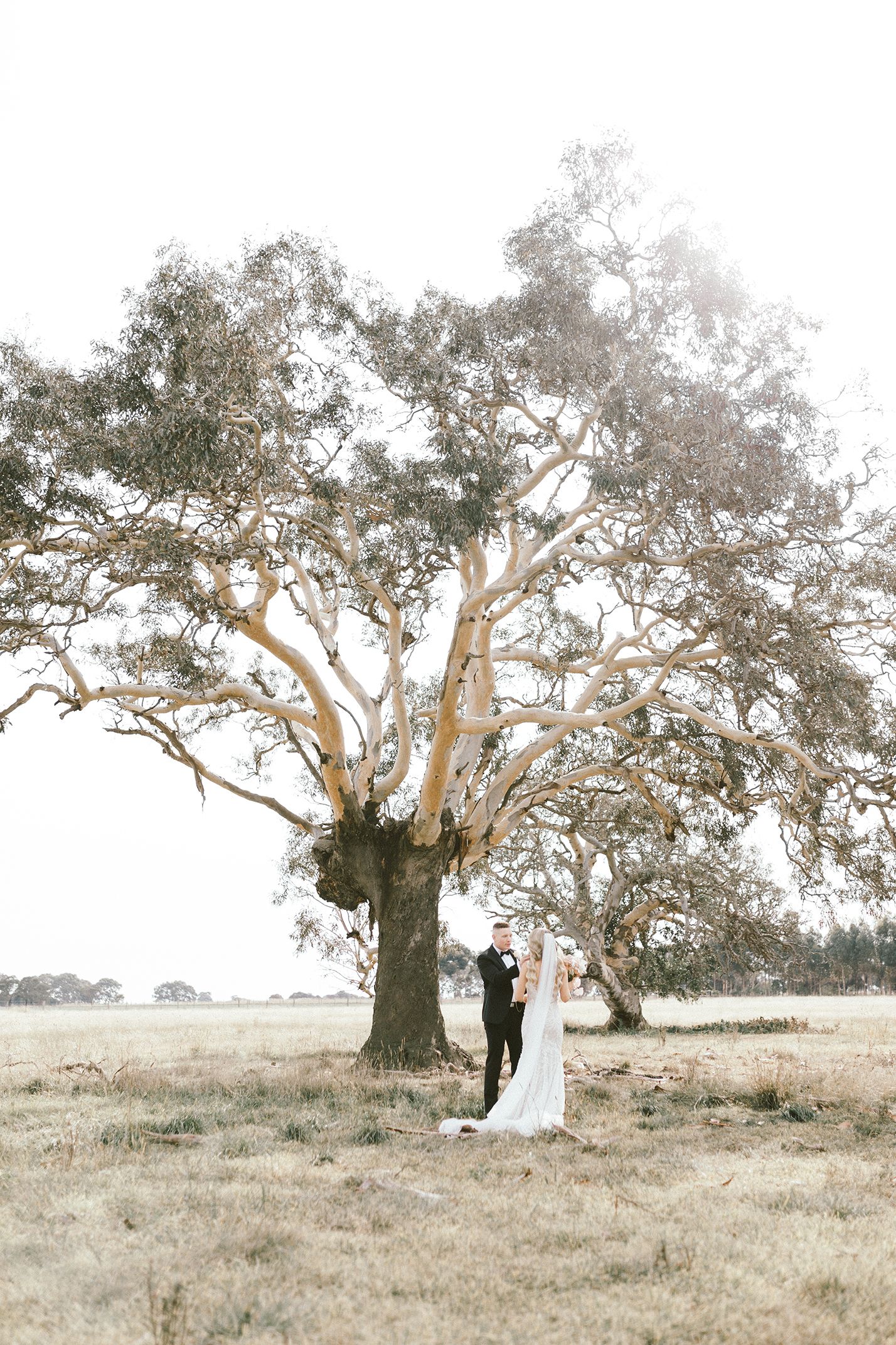 A majestic gum tree serves as backdrop for a wedding portrait in a serene field setting.