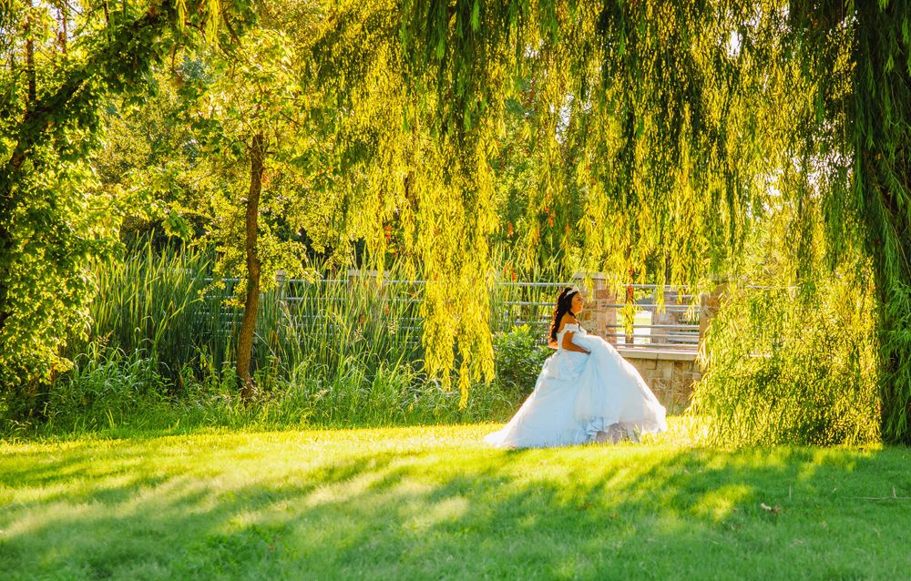 Serene landscape with weeping willow trees and lush green grass in golden sunlight.