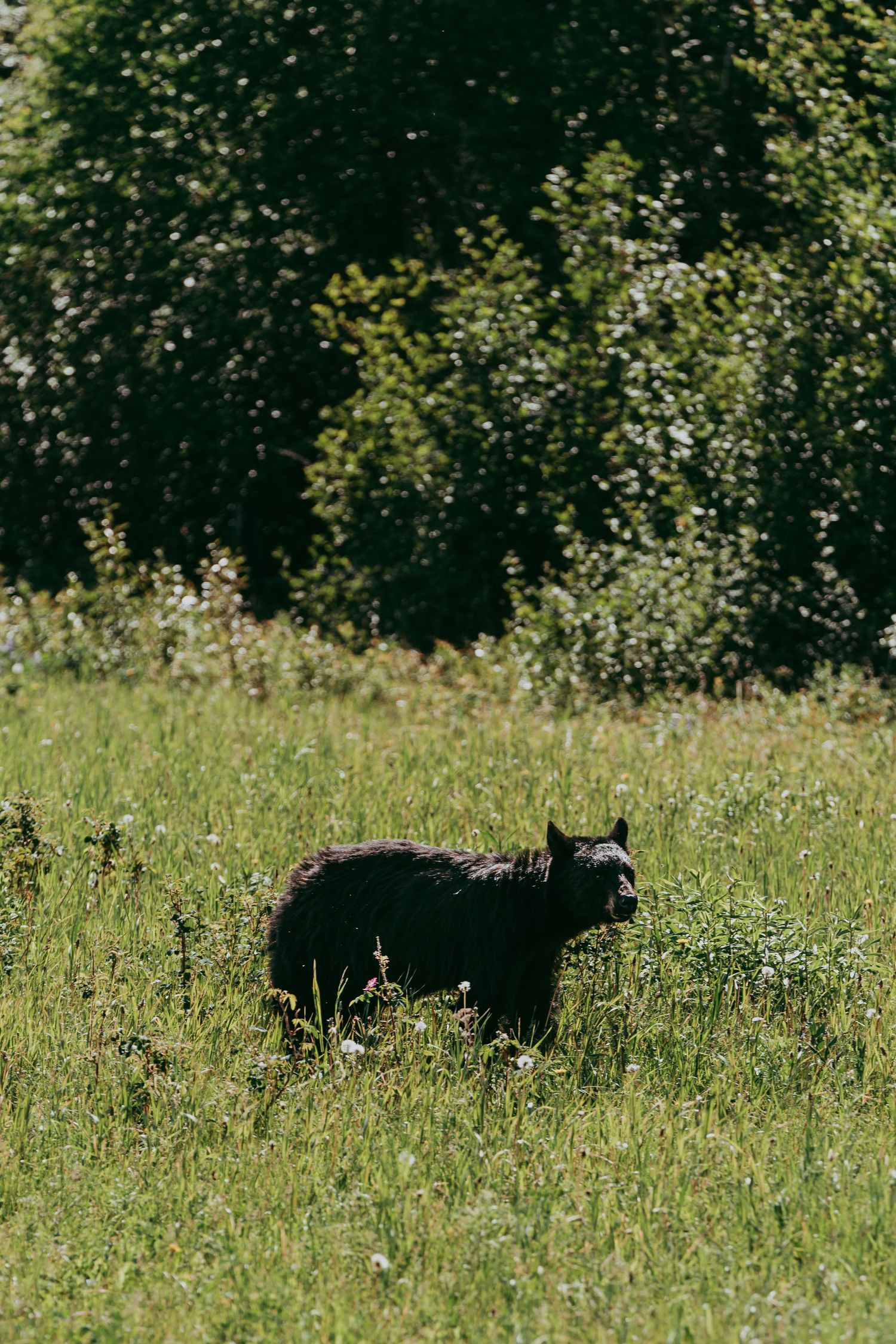 Black bear on the Alcan Highway