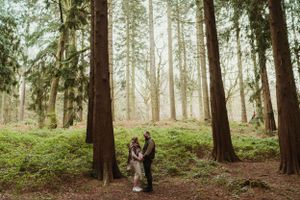A panoramic view of towering evergreen trees in a misty forest landscape.