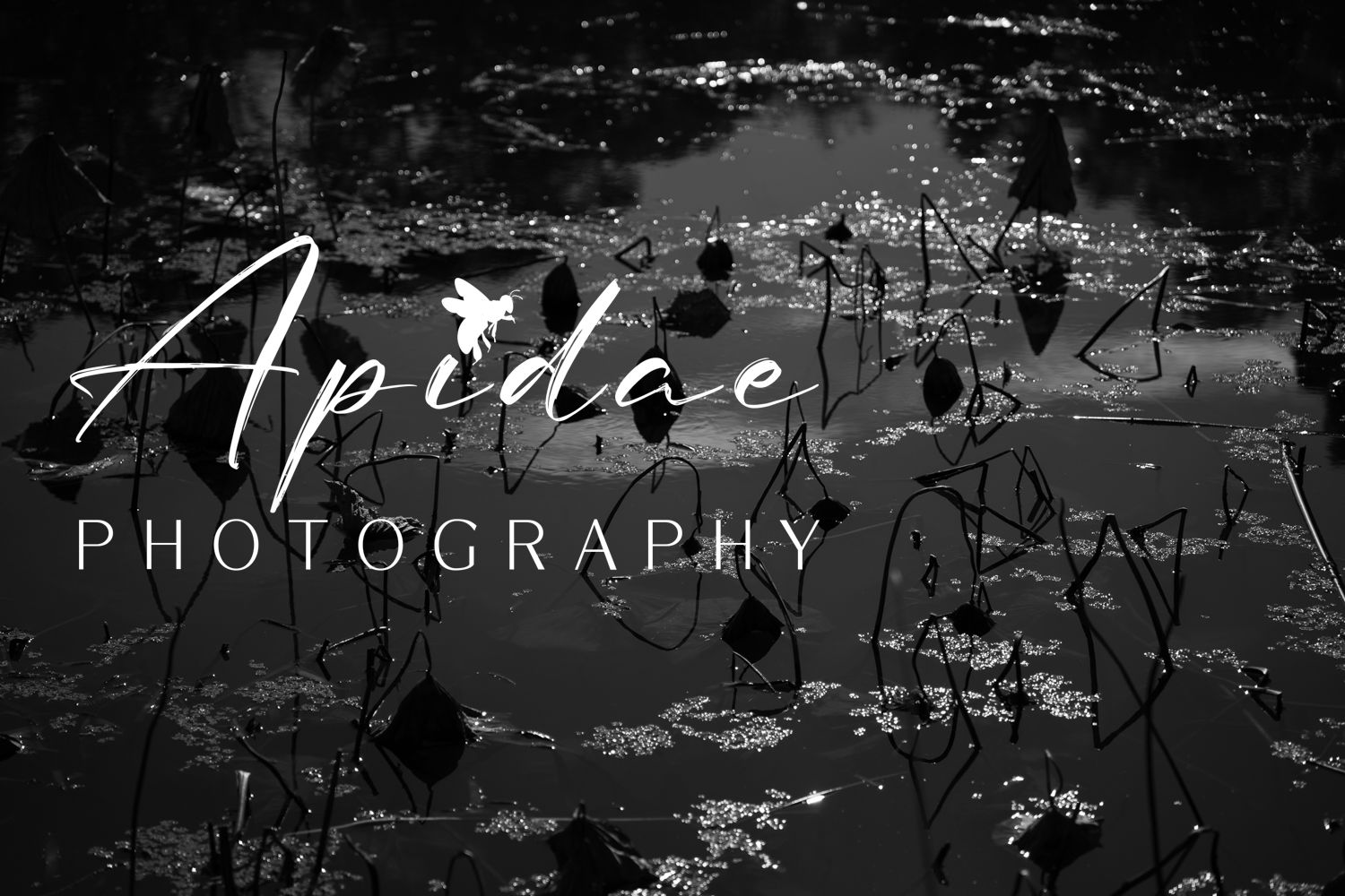 Apidae Photography Melbourne Western Suburbs