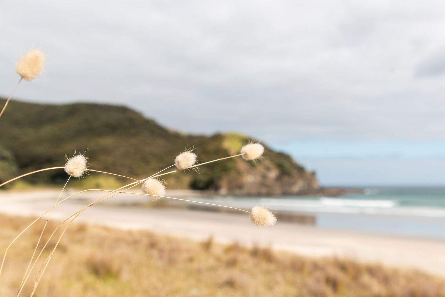 Delicate beach grasses frame a peaceful bay, their golden tones swaying in the ocean breeze.