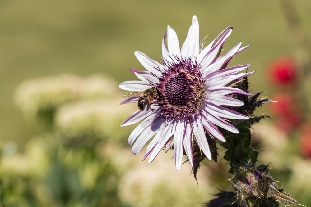 Bee on daisy flower
