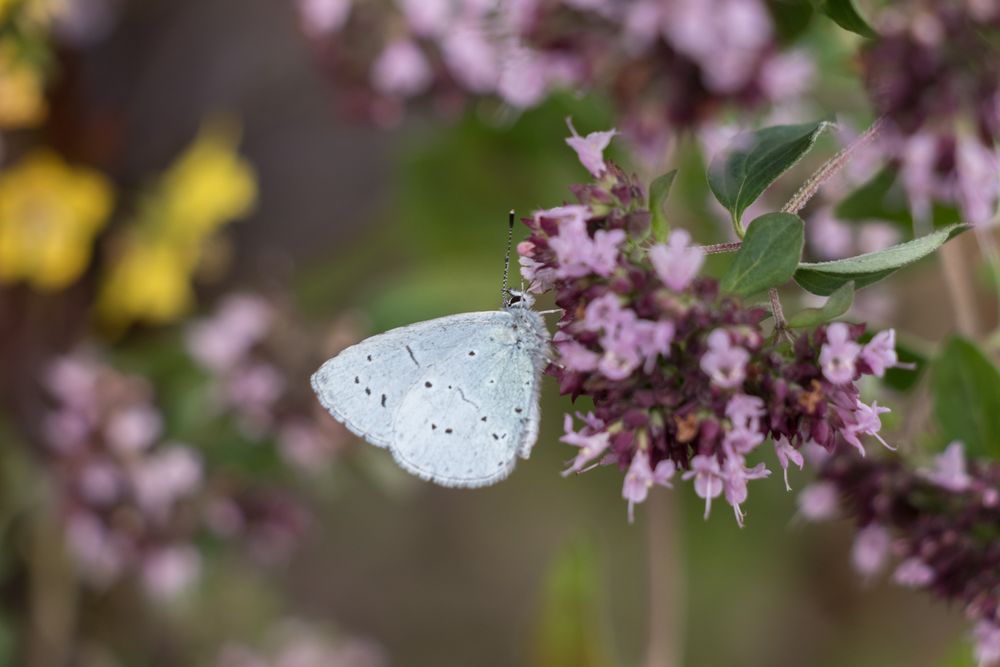 Pale blue butterfly