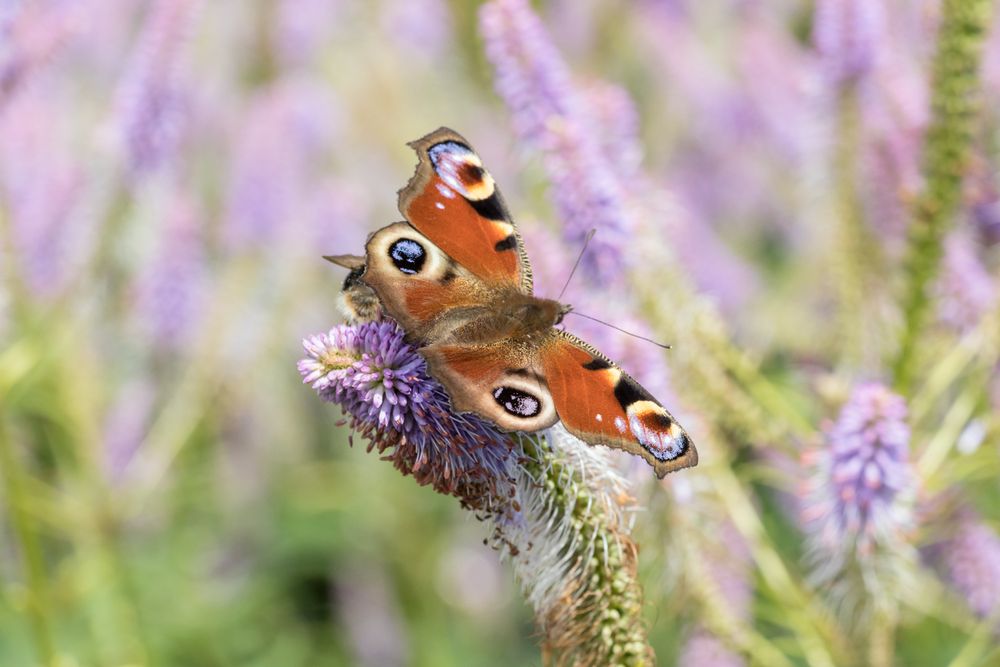 Peacock butterfly on a summer flower
