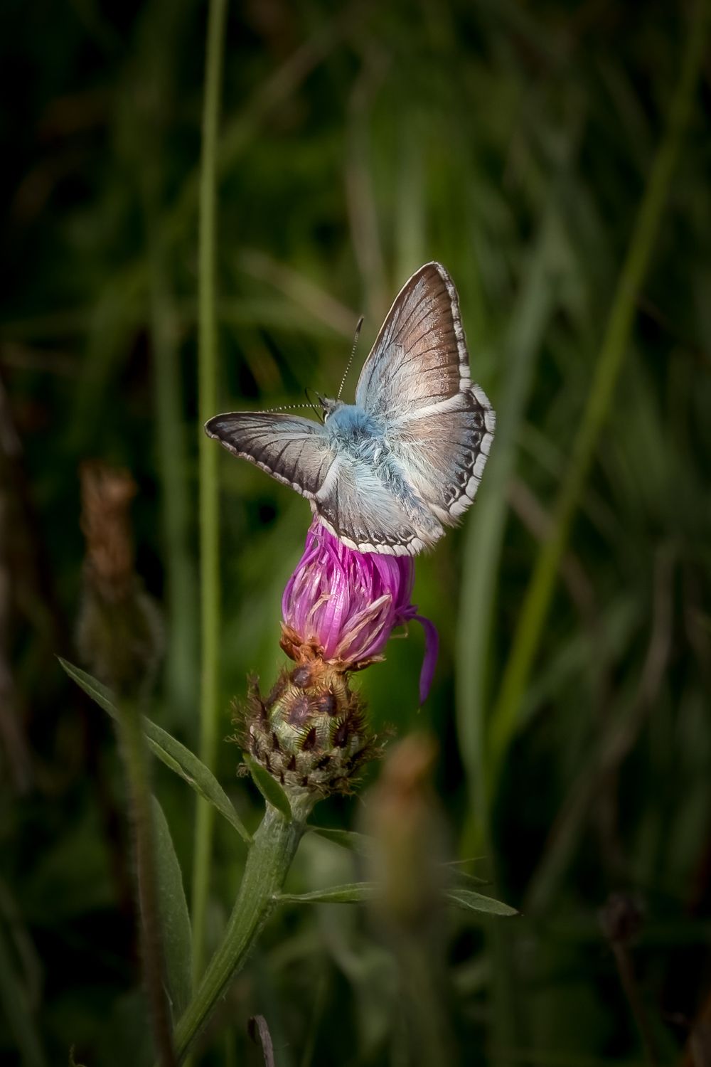 Blue butterfly