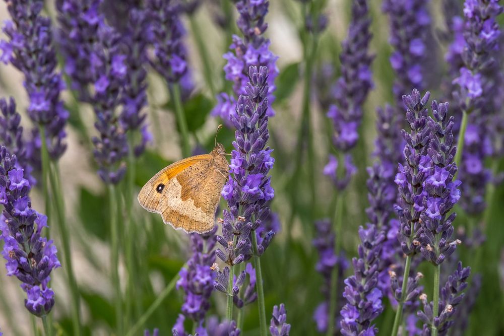 Small gatekeeper butterfly