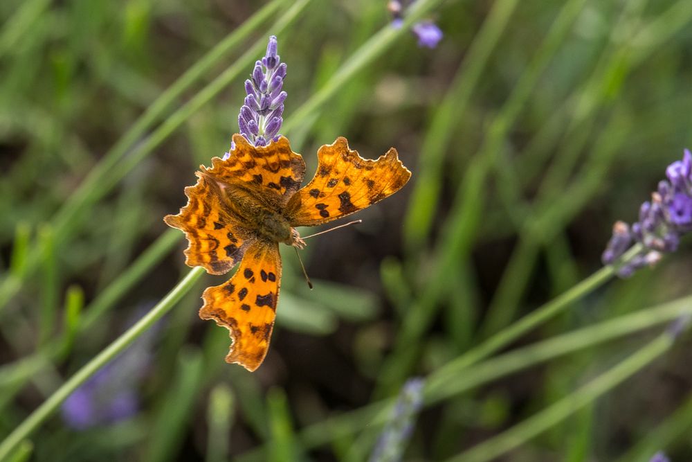 Close up of a comma butterfly