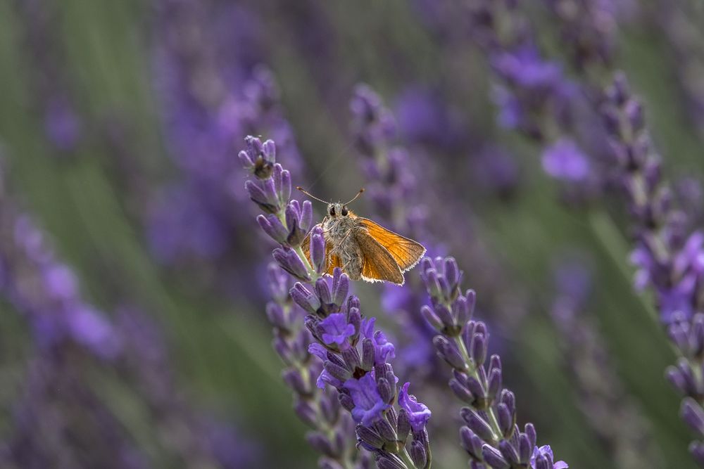 Small orange butterfly