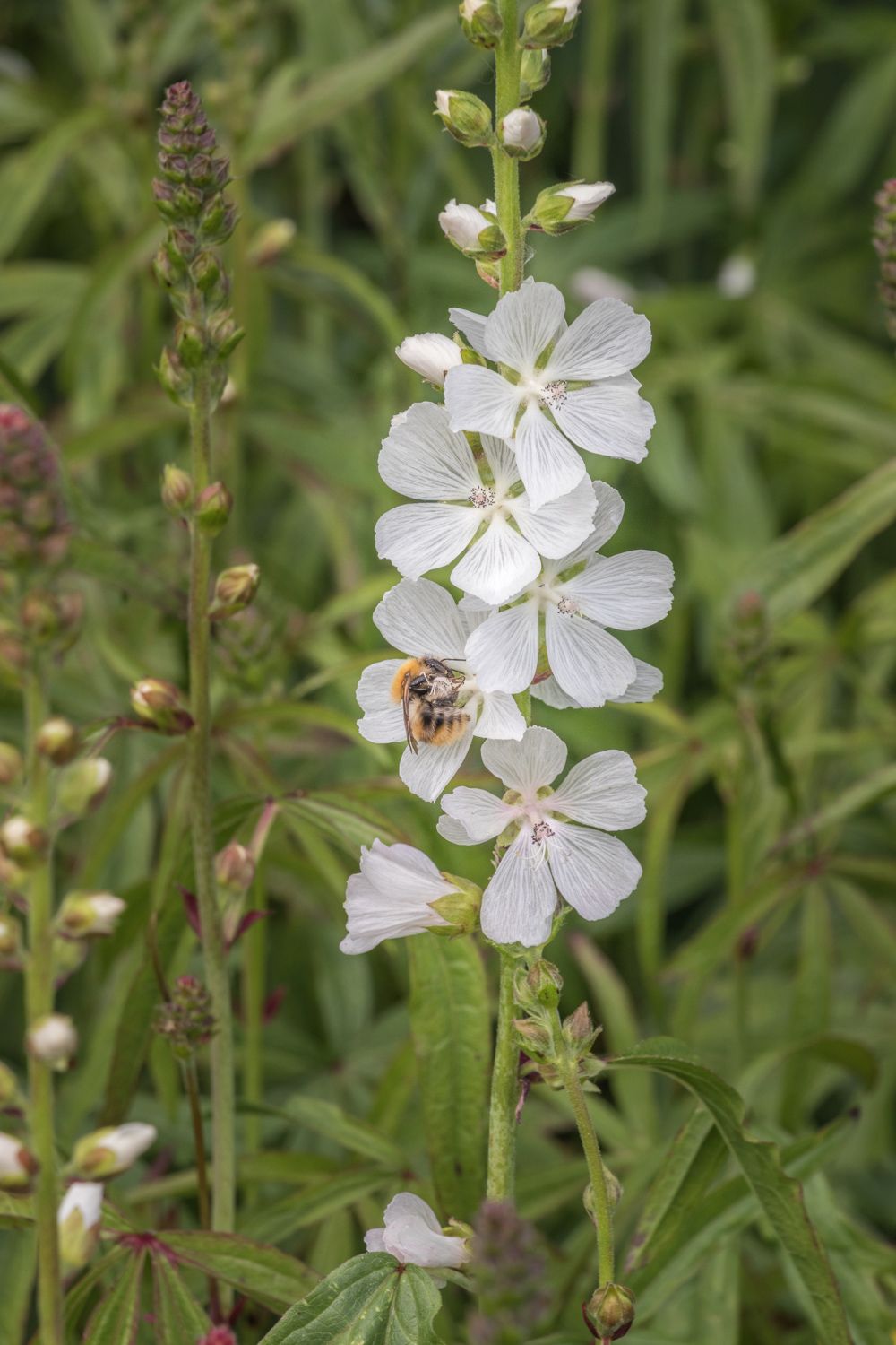 Bee on white flower