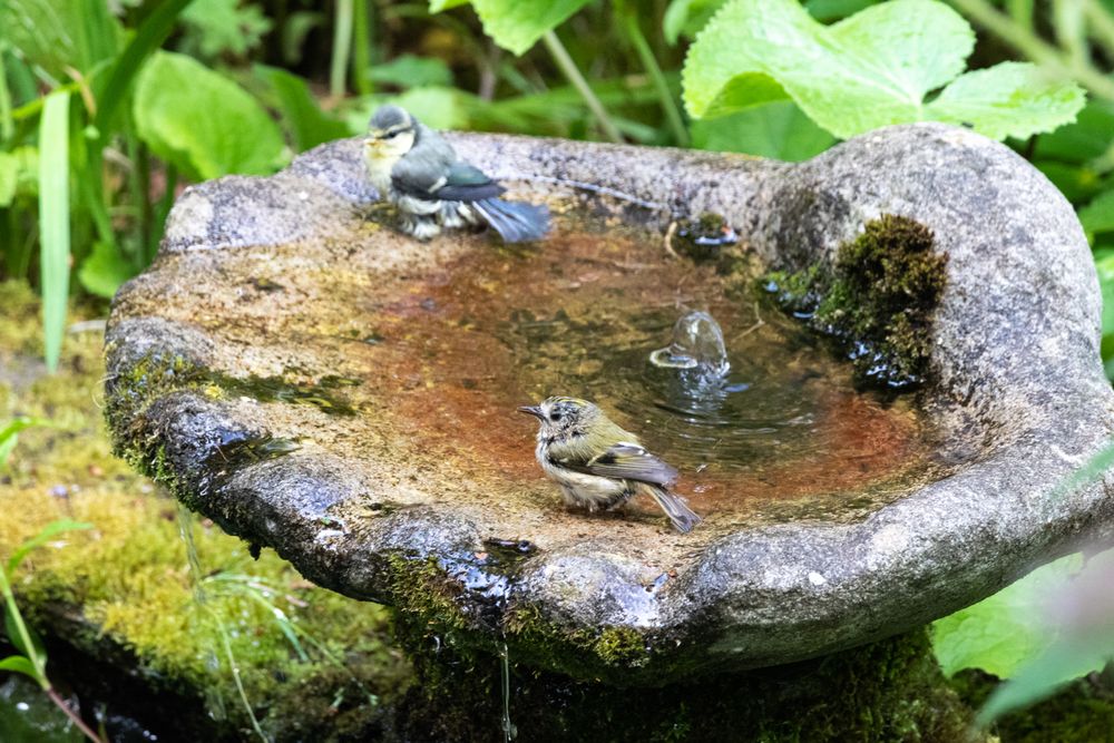 Goldcrest and blue tits in a bird bath